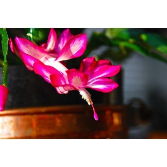 ΚΑΚΤΟΣ ΧΡΙΣΤΟΥΓΕΝΝΩΝ