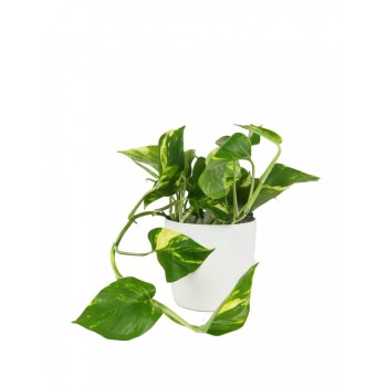 ΠΟΘΟΣ ΓΚΟΛΝΤΕΝ