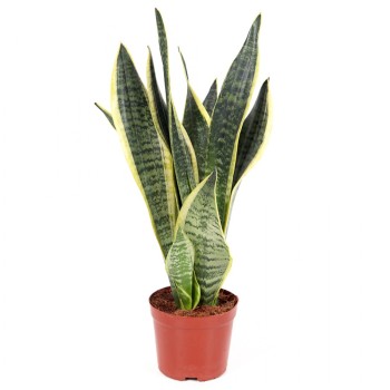 ΣΑΝΣΕΒΙΕΡΙΑ