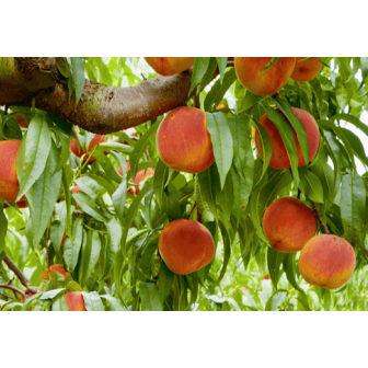 ΡΟΔΑΚΙΝΙΑ ΧΑΛ