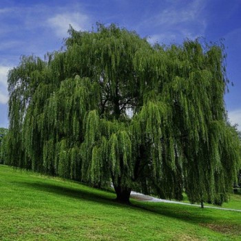 ΙΤΙΑ ΚΛΑΙΟΥΣΑ