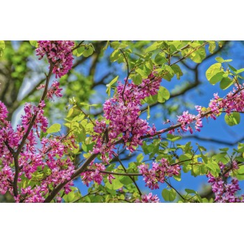 ΚΟΥΤΣΟΥΠΙΑ