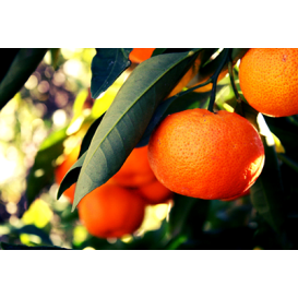 ΜΑΝΤΑΡΙΝΙΑ ΚΛΗΜΕΝΤΙΝΗ