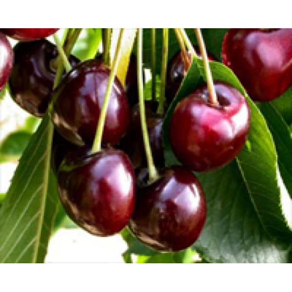 ΚΕΡΑΣΙΑ ΜΠΟΥΡΛΑΤ